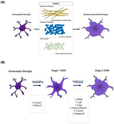 The emerging role of disease-associated microglia in Parkinson’s disease